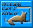 Available Cats and Kittens