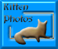 Main kitten page